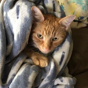 Meet your Posher, Lorraine